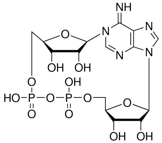 Cyclic adenosine diphosphate-ribose