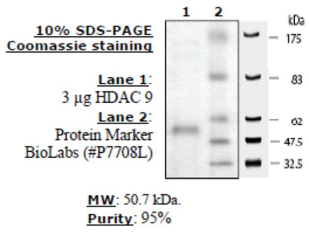 HDAC-9 human