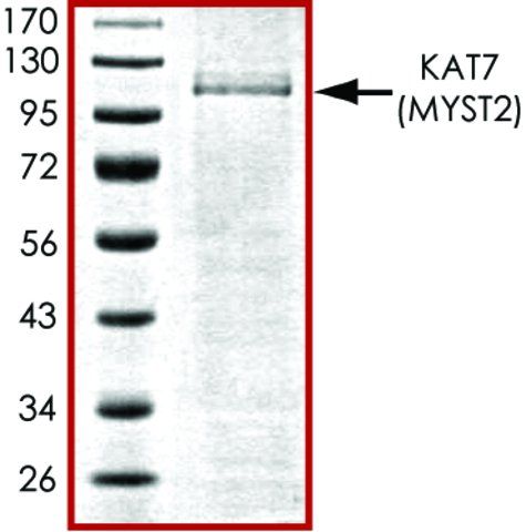 KAT7, active, GST tagged human