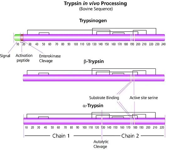 Trypsin from porcine pancreas