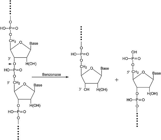 Benzonase<sup>®</sup> Nuclease