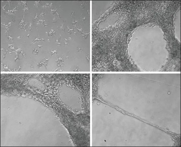 ECM Gel from Engelbreth-Holm-Swarm murine sarcoma