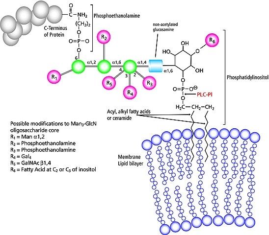 Phospholipase C, Phosphatidylinositol-specific from <i>Bacillus cereus</i>