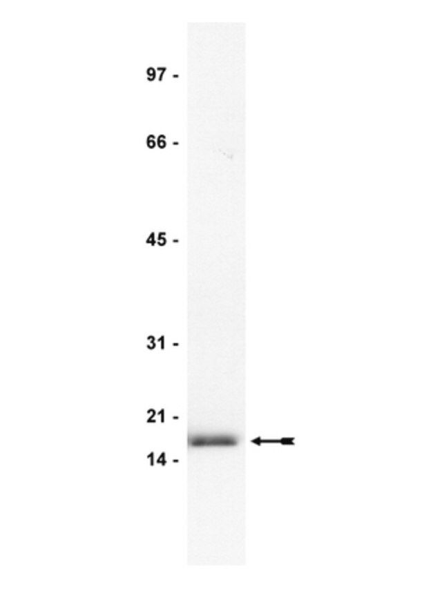 Anti-FGF-2/basic FGF Antibody, clone bFM-2