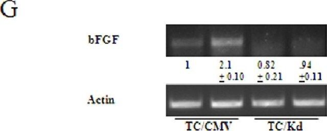 Anti-FGF-2/basic FGF (neutralizing) Antibody, clone bFM-1