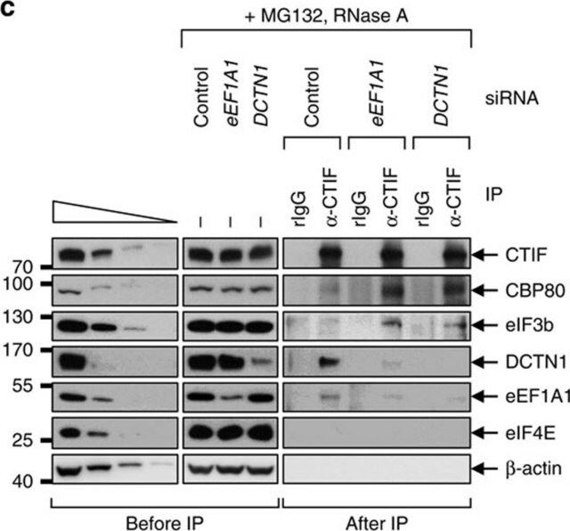 Anti-EF1 Antibody, clone CBP-KK1