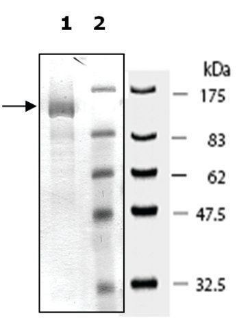 PDE4D7 active human