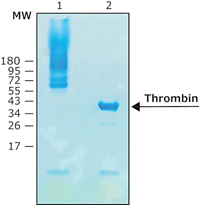 Thrombin protease, biotin-tagged