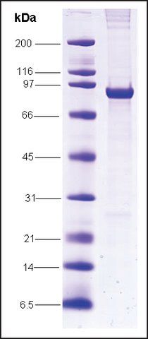 SV40 T-antigen from simian virus