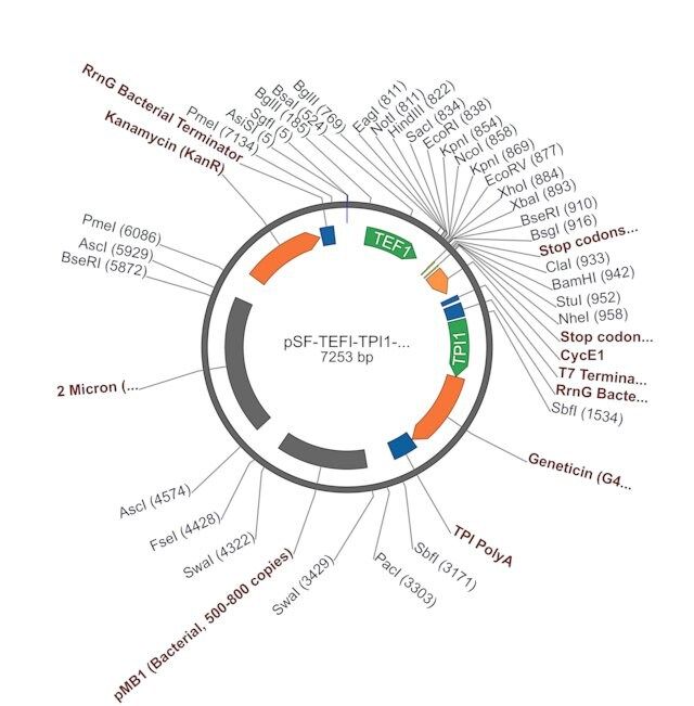 PSF-TEFI-TPI1-NEO/G418-G418 YEAST SELECTION PLASMID