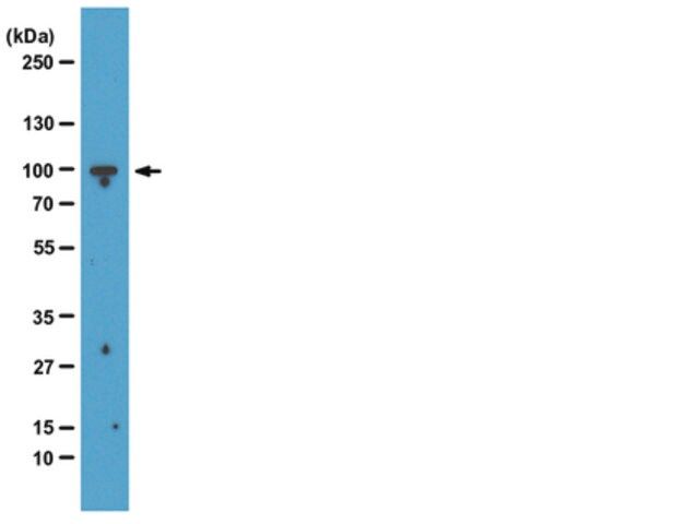 Anti-EZH2 Antibody, clone BD43