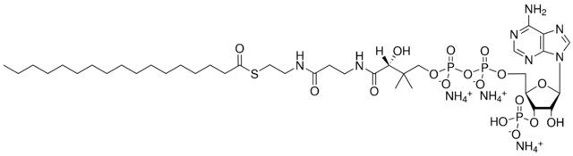 17:0 Coenzyme A