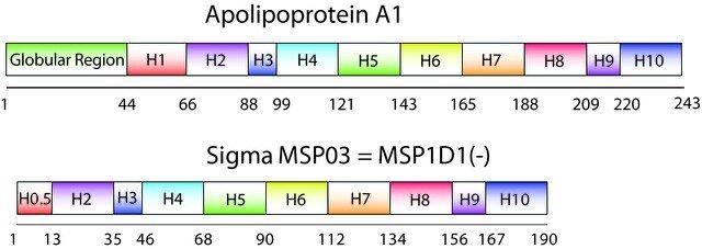 Membrane Scaffold Protein 1D1(-)