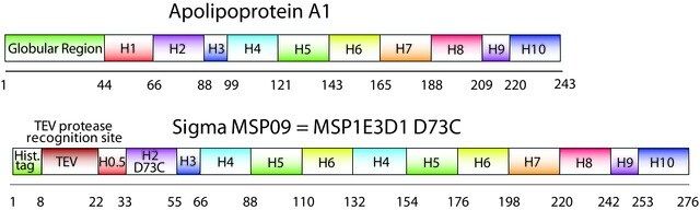 Membrane Scaffold Protein 1E3D1 D73C