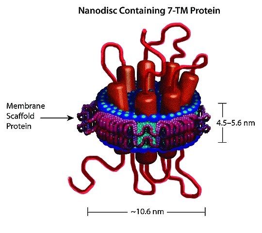 Membrane Scaffold Protein 1E3D1