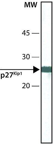 Monoclonal Anti-p27<sup>Kip1</sup> antibody produced in mouse