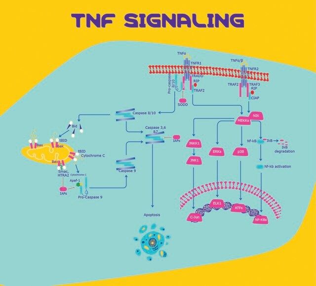 Tumor Necrosis Factor- human