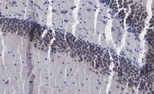 Anti-c-Fos Antibody, clone 1D10, ZooMAb<sup>®</sup> Rabbit Monoclonal