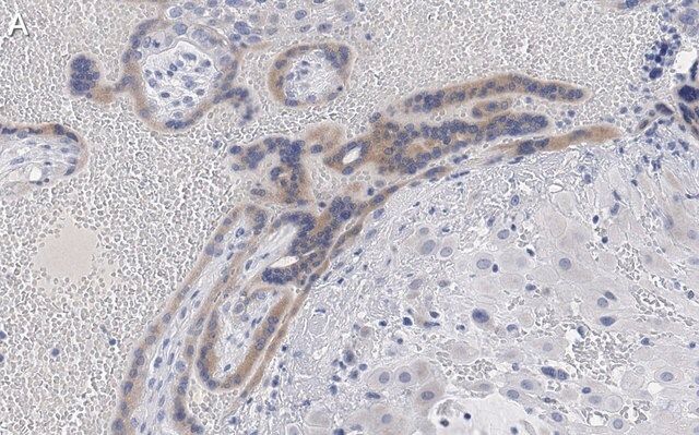 Anti-Angiopoietin-2 Antibody, clone 4L18 ZooMAb<sup>®</sup> Rabbit Monoclonal