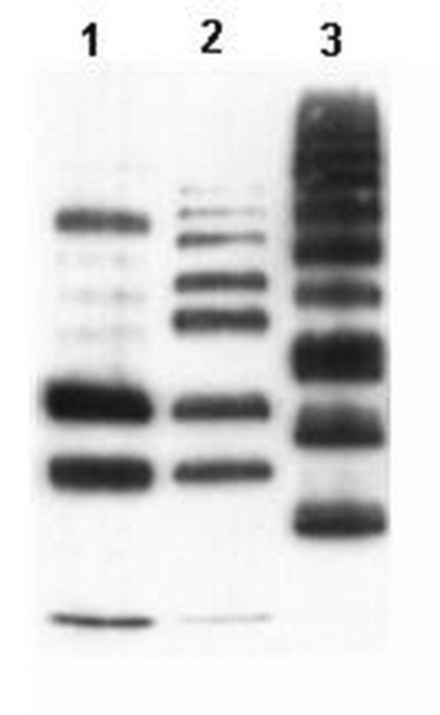 Anti-Ubiquitinylated proteins Antibody, clone FK1