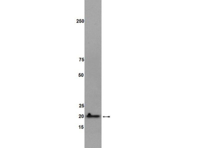 Anti-RhoG Antibody, clone 1F3 B3 E5