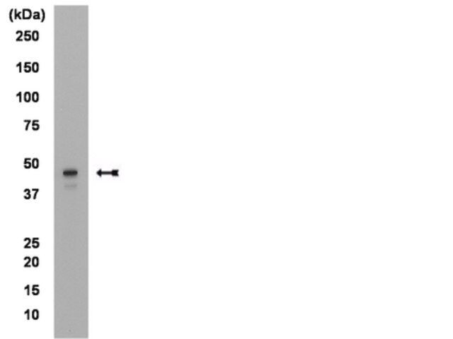 Anti-Brachyury Antibody, clone 3E4.2