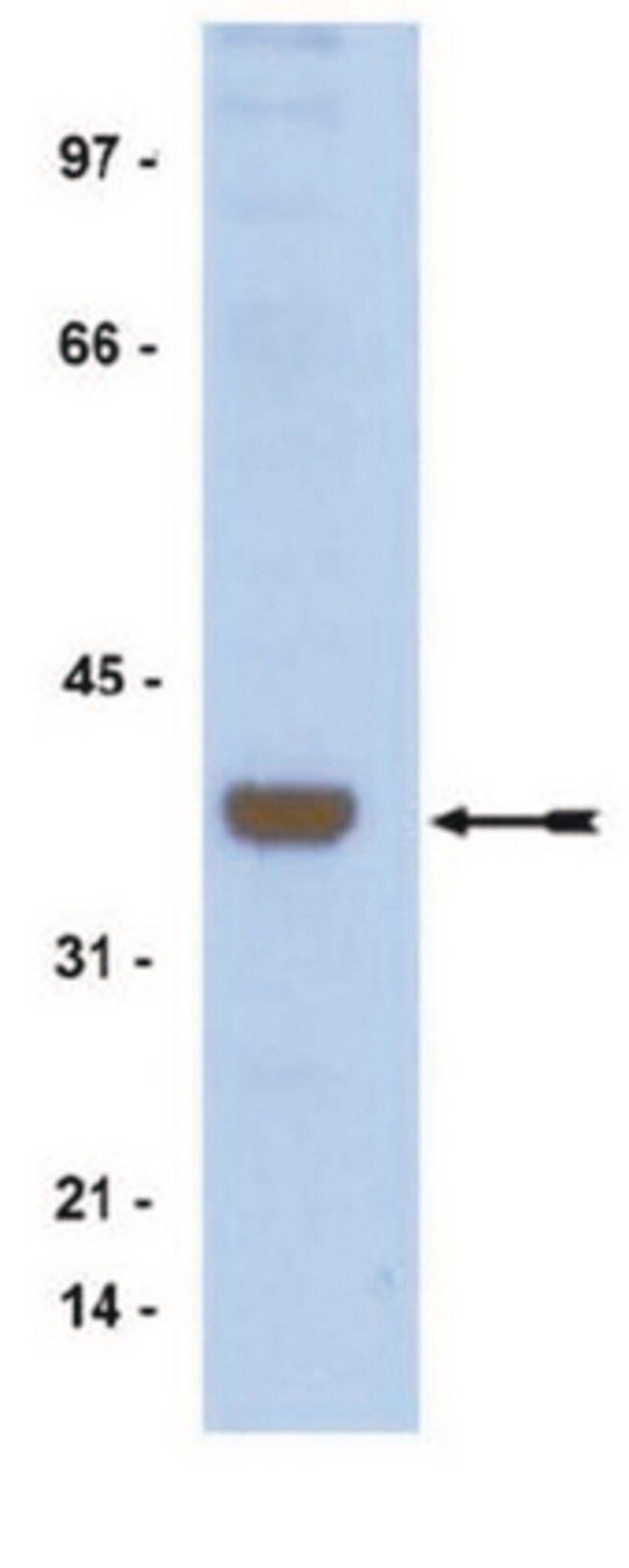 Anti-ATF1 Antibody, rabbit monoclonal