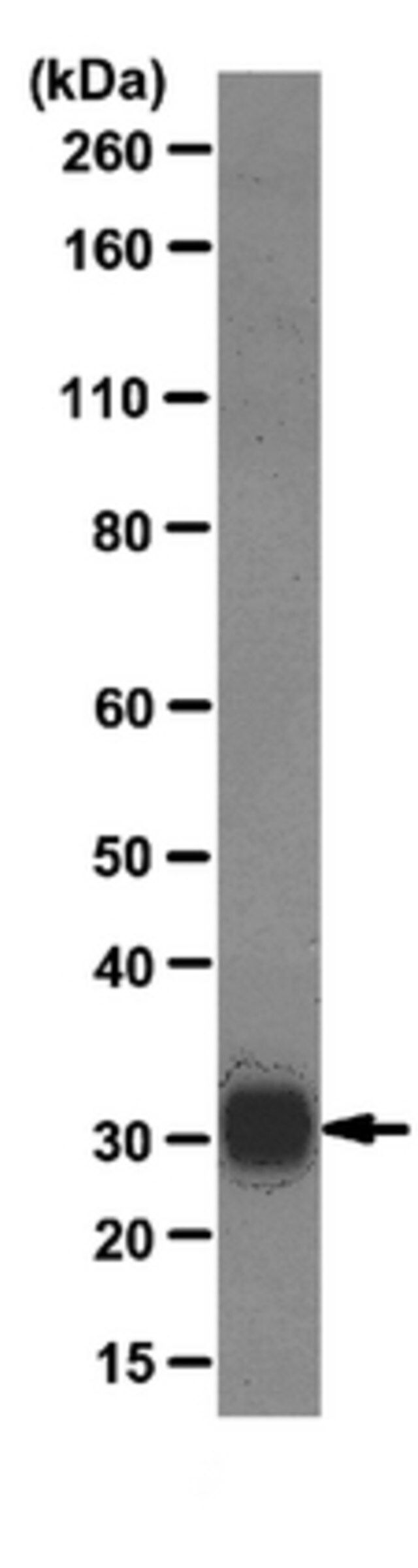 Anti-B7-H3 (CD276) Antibody, clone MJ8