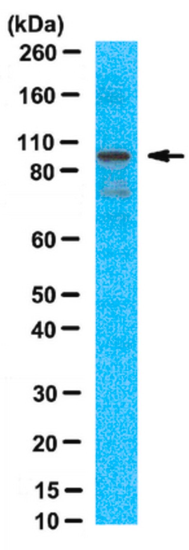 Anti-Ataxin-7 Antibody, clone 3SCA-1C1