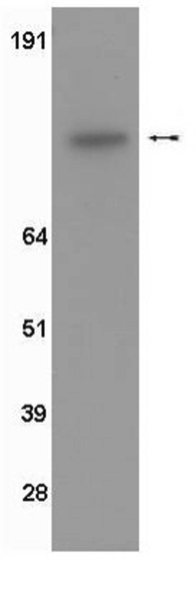 Anti-EGFR (CT) Antibody, clone 13G8