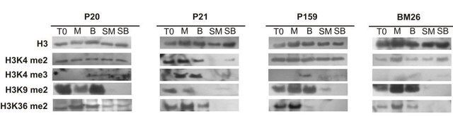 Anti-trimethyl-Histone H3 (Lys4) Antibody, clone MC315, rabbit monoclonal