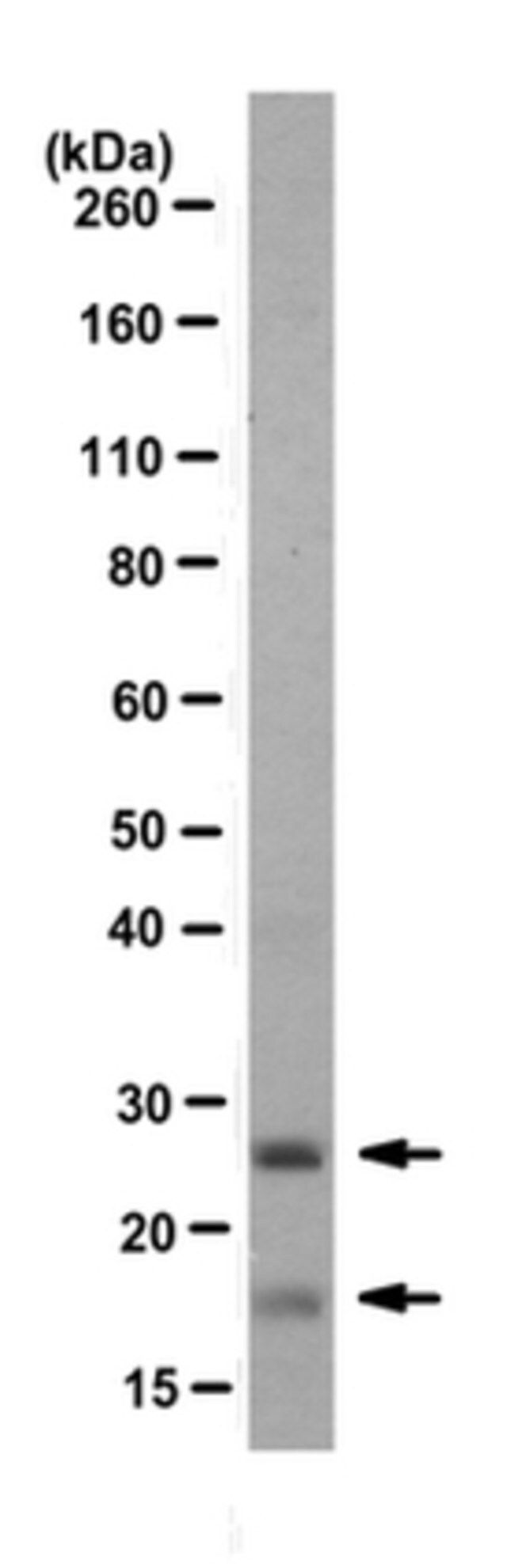 Anti-CLEC9A Antibody, clone 10B4