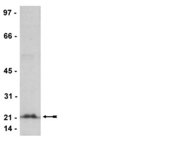 Anti-Rho (-A, -B, -C) Antibody, clone 3L74, rabbit monoclonal