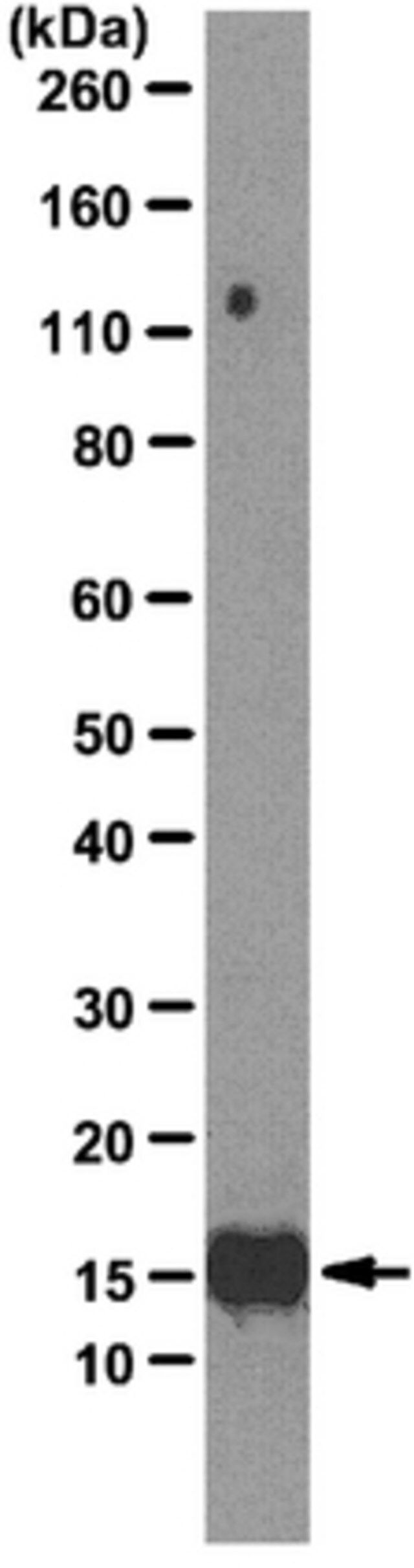 Anti-Interleukin-2 (IL-2) Antibody, clone 3F9