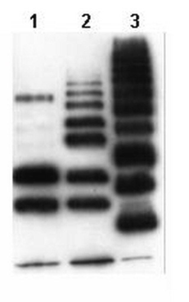 Anti-Ubiquitinylated proteins Antibody, clone FK2