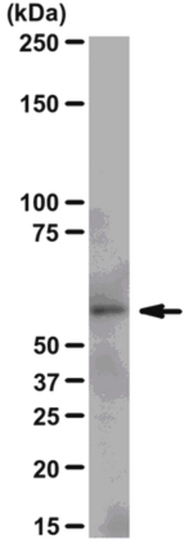 Anti-Src Antibody, clone N6L, rabbit monoclonal