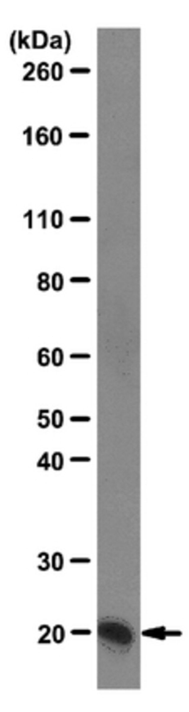 Anti-Centrin Antibody, clone 20H5