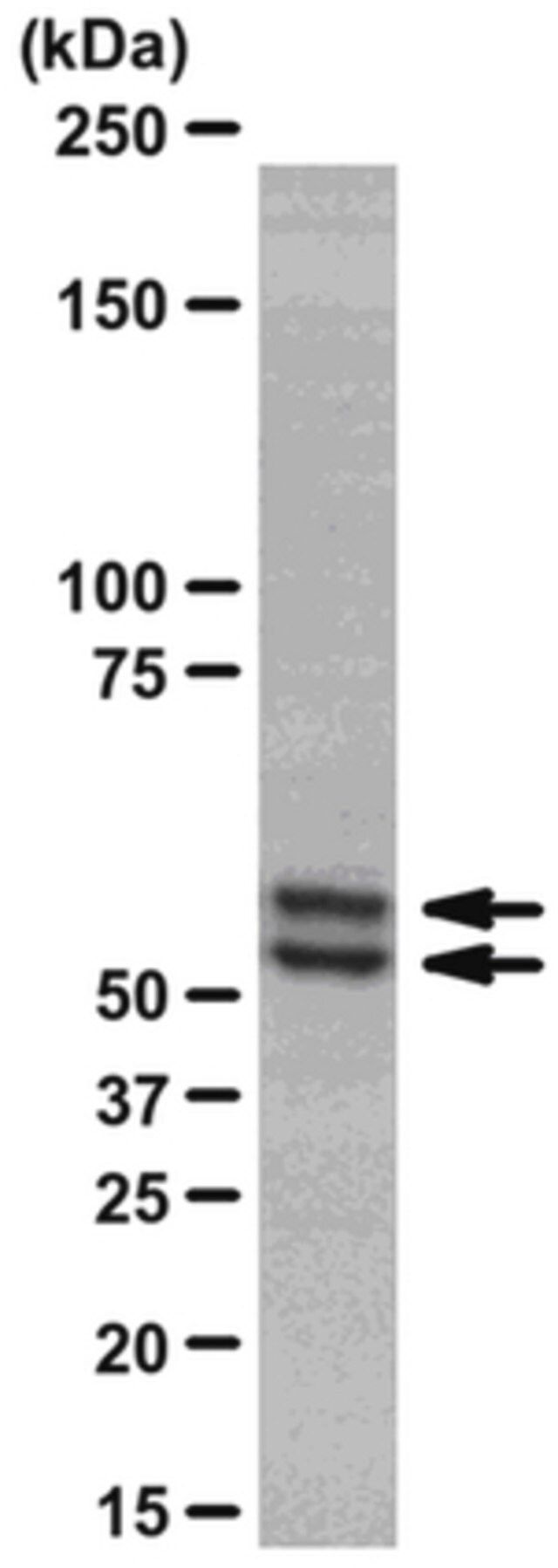 Anti-Smad2/3 Antibody, clone C4T, rabbit monoclonal