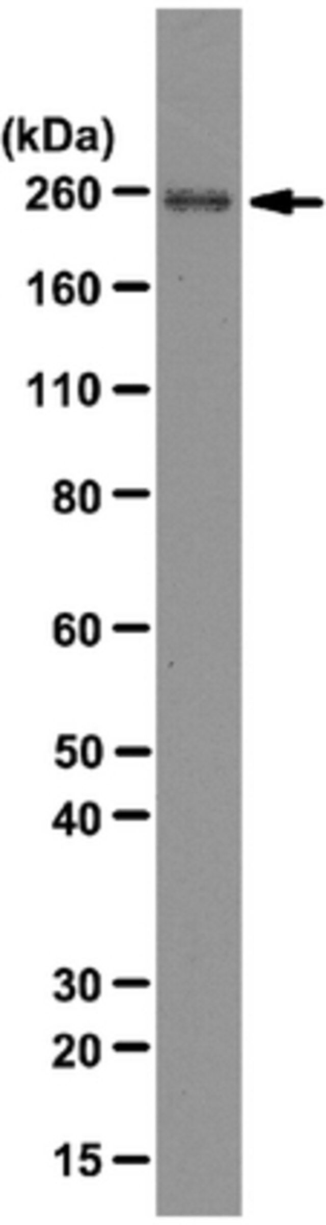 Anti-RNA polymerase II subunit B1 Antibody, clone 4F8