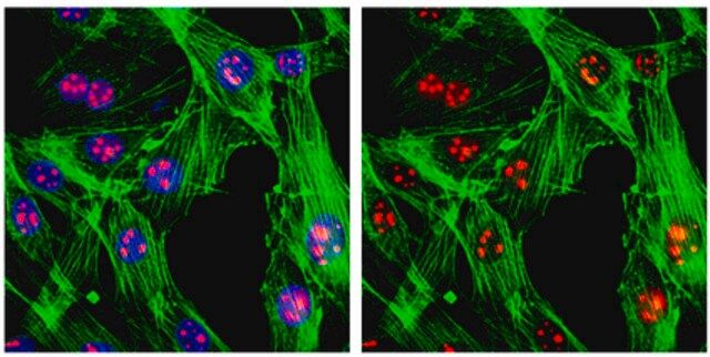 Anti-SC-35 Antibody, clone 1SC-4F11