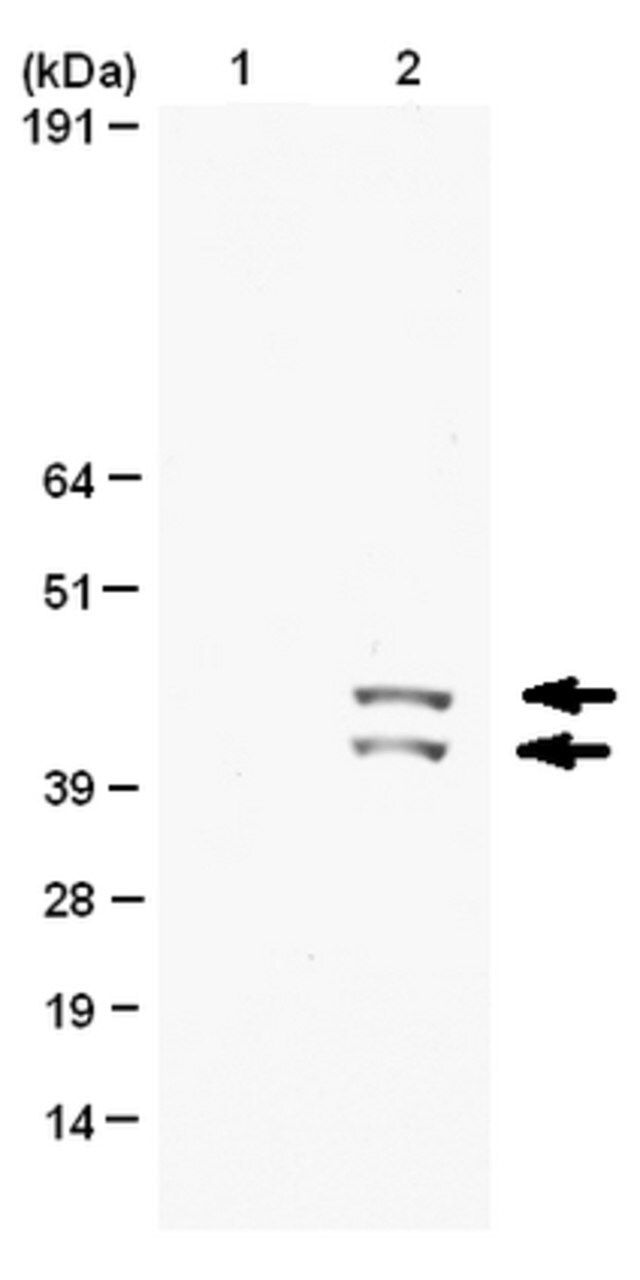 Anti-phospho-MAP Kinase 1/2 (Erk1/2)(Thr185/Tyr187) Antibody, clone AW39