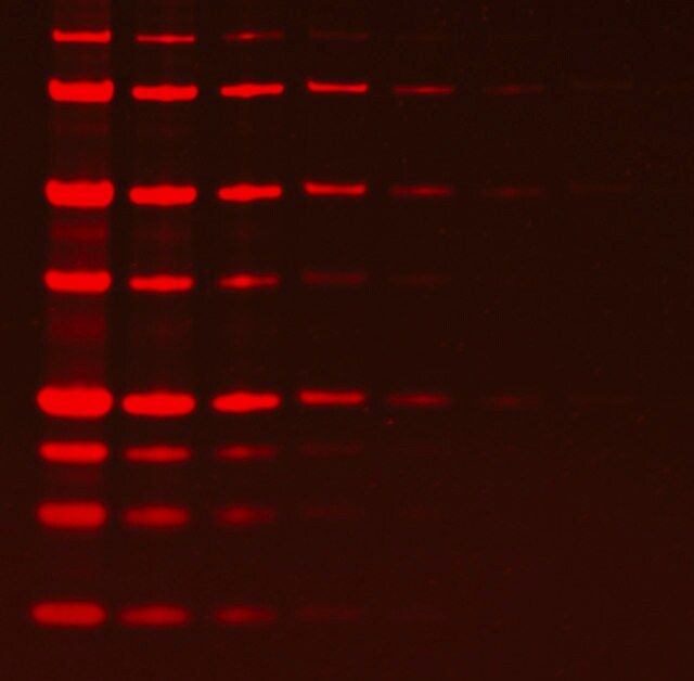 EZFluor<sup>TM</sup> 1-step Fluorescent Protein Gel Stain (1L)