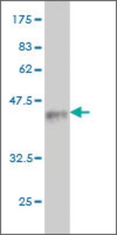 Monoclonal Anti-DNER antibody produced in mouse