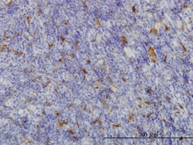 Monoclonal Anti-ME1 antibody produced in mouse