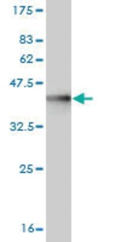 Monoclonal Anti-DLG3 antibody produced in mouse