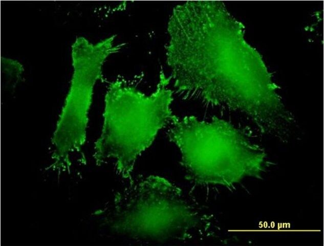 Monoclonal Anti-MAGI1 antibody produced in mouse