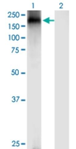 Monoclonal Anti-TRPA1 antibody produced in mouse