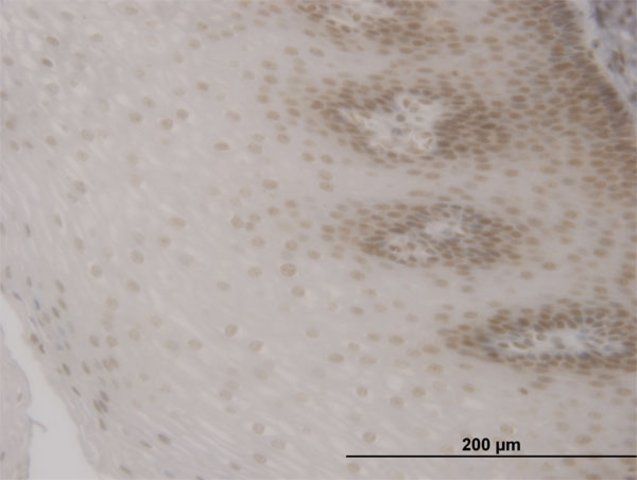 Monoclonal Anti-FOXO3A antibody produced in mouse