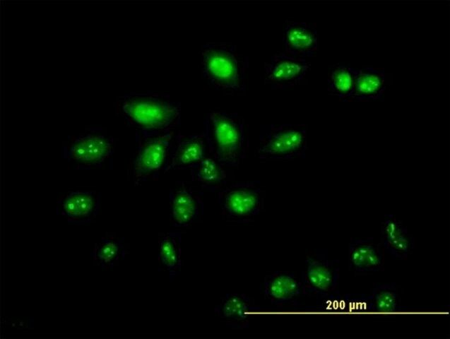 Monoclonal Anti-ZNF136 antibody produced in mouse