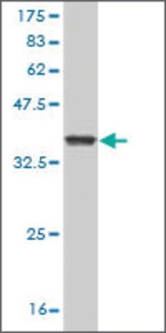 Monoclonal Anti-GZMM antibody produced in mouse